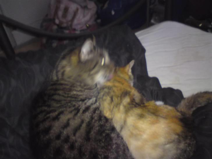 Blanding af racer Danny Boy billede 9