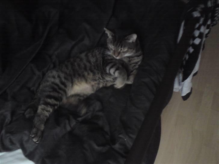 Blanding af racer Danny Boy billede 10