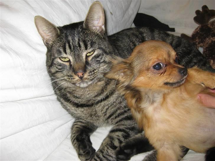 Huskat buller billede 8