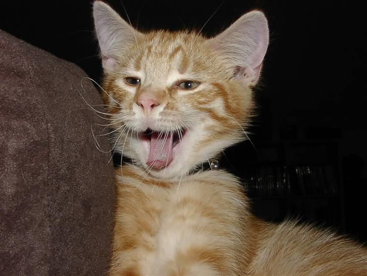 Blanding af racer Balder - Kæmpe gaab.... træt lille kat billede 1