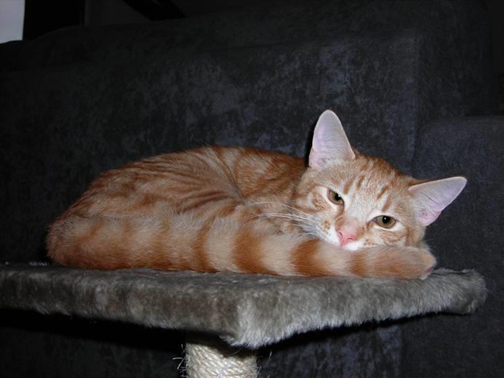 Blanding af racer Balder - godt tage en lur og være model på samme tid billede 2