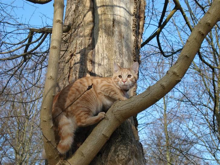 Blanding af racer Balder - puha træer er høje, for sådan en lille inde mis billede 3