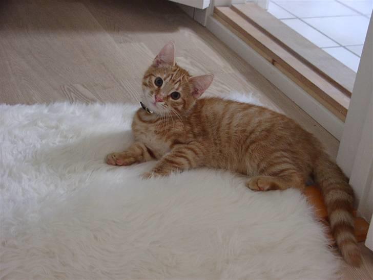 Blanding af racer Balder - ihverflad ikke gjort noget jeg ikke måtte ved det fine tæppe.. billede 4