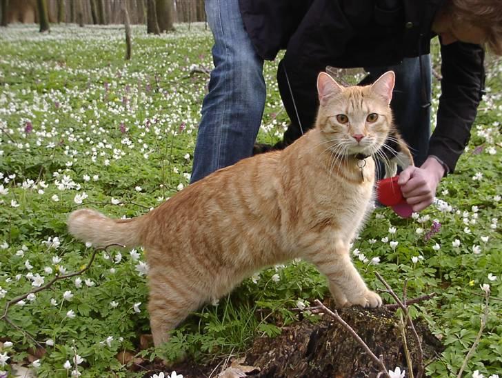 Blanding af racer Balder - Tur i skoven, med mor og far...  billede 5