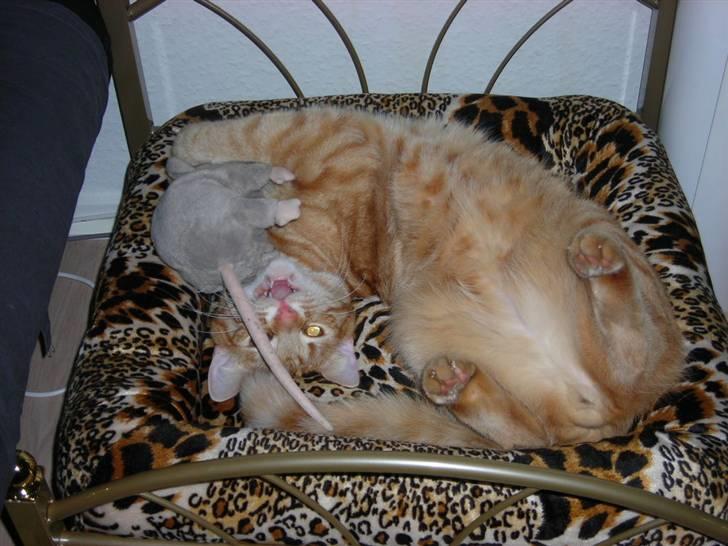 Blanding af racer Balder - leger lidt med rotte i sengen billede 6