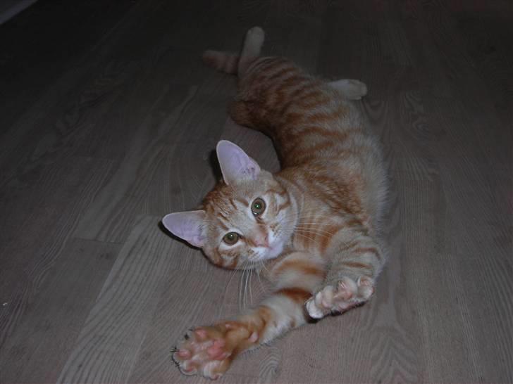 Blanding af racer Balder - stræker sig... så lang og fin jeg kan blive billede 7