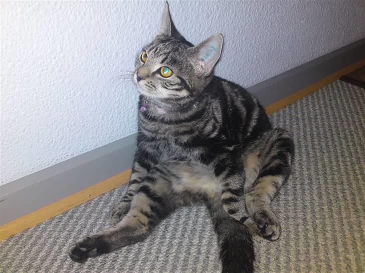 Blanding af racer Miv - Sidder da godt ;) billede 1