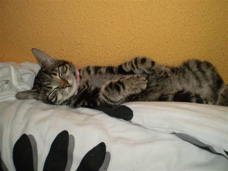 Blanding af racer Miv - Ligger og slapper af (: billede 2