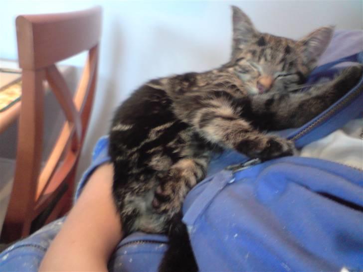 Blanding af racer Miv - Samme dag hvor vi havde fundet hende. billede 3