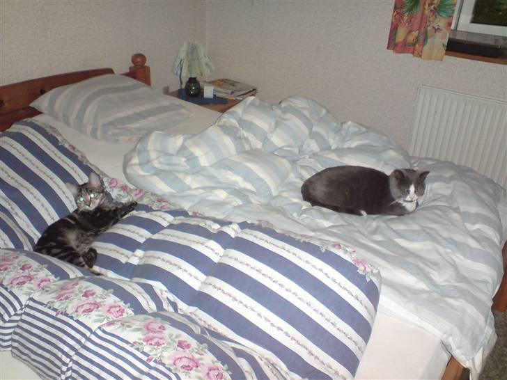 Blanding af racer Miv - Mulle Og Miv :D billede 4