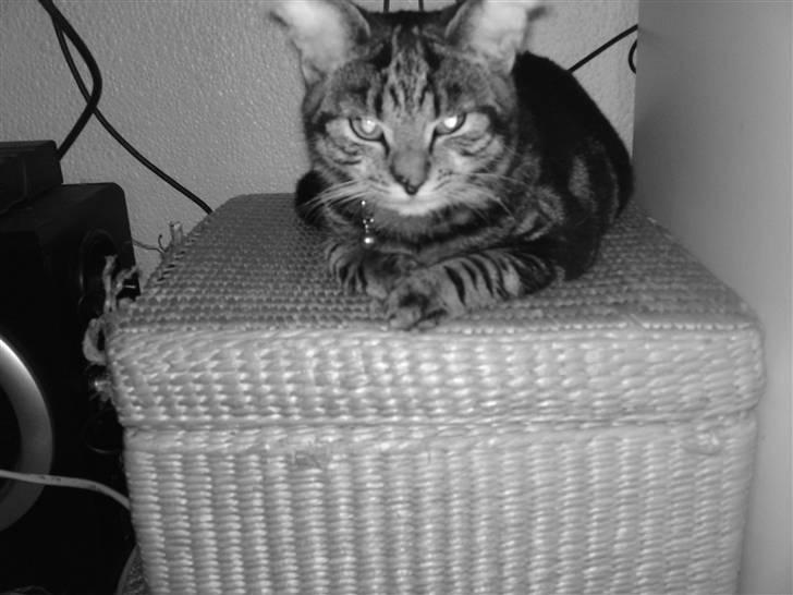 Blanding af racer Miv - Efter at havde været ved dyrelægen. havde det slet ik sjovt. billede 5