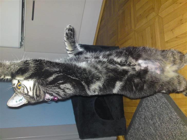 Blanding af racer Miv - Kan nogle tricks.. billede 6