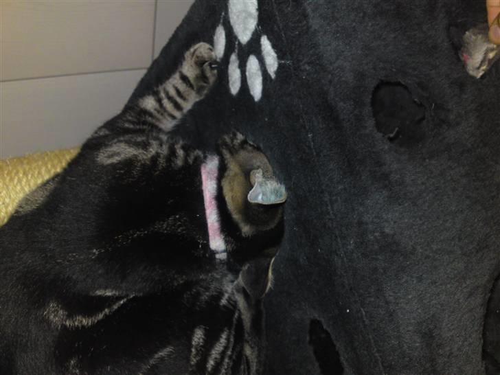 Blanding af racer Miv - Er der nogen? :) billede 7