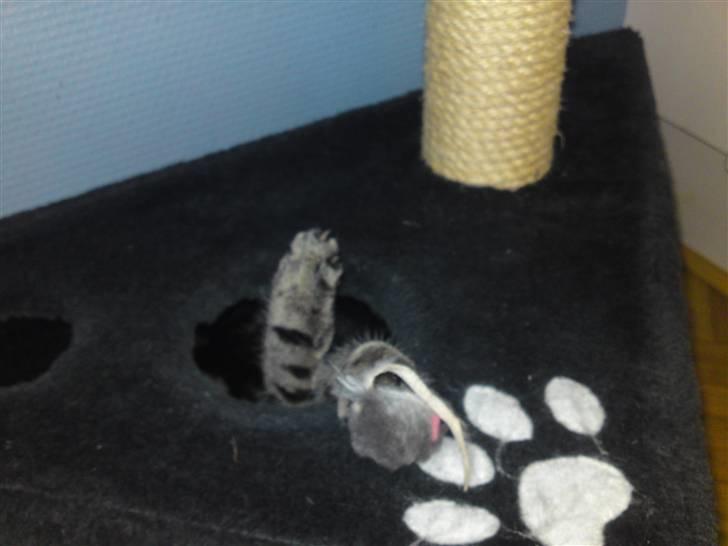 Blanding af racer Miv billede 8