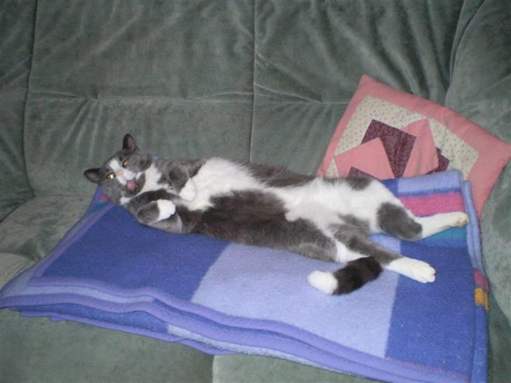 Blanding af racer Mulle RIP 31 Okt - Er da en træt kat :) billede 13