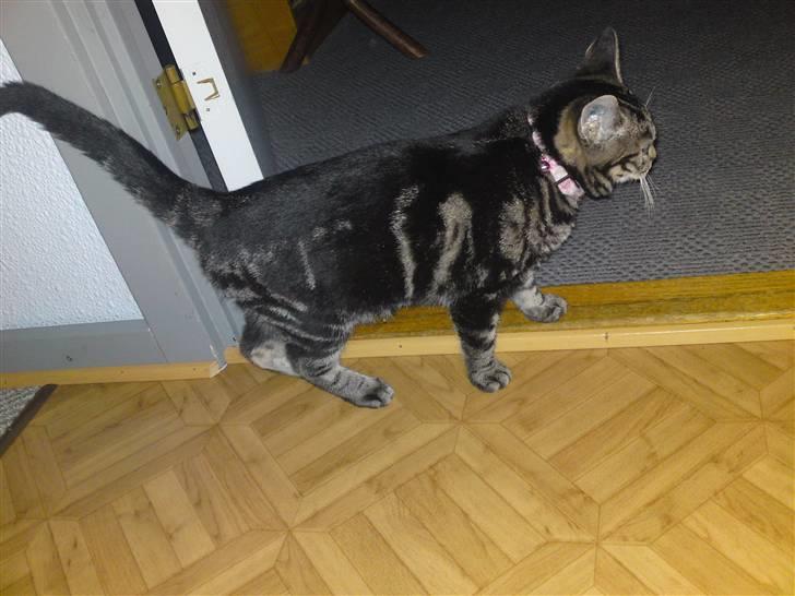 Blanding af racer Miv billede 9