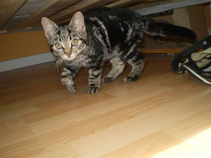 Blanding af racer Miv - Udforsker lidt rundt omkring. billede 10