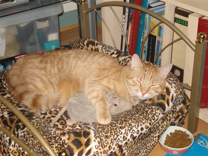 Blanding af racer Balder - ikke noget bedre end at ligge og sove i sengen sammen med ynglings bamse rotte billede 8