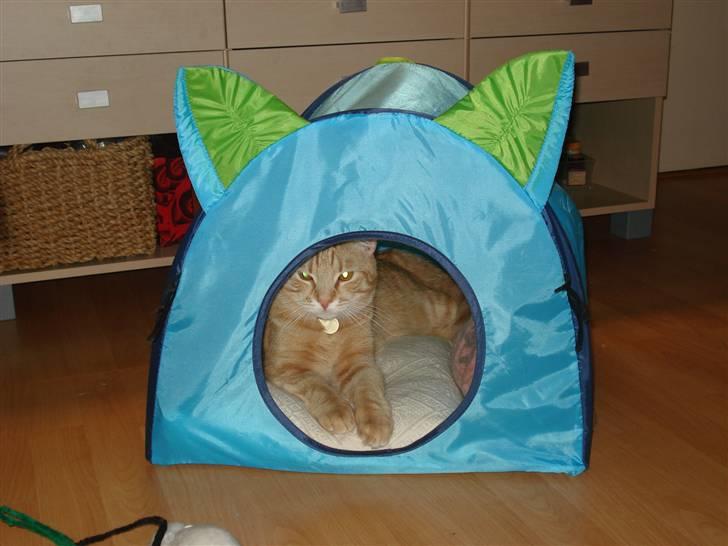 Blanding af racer Balder - Telt tur er lige mig... billede 9