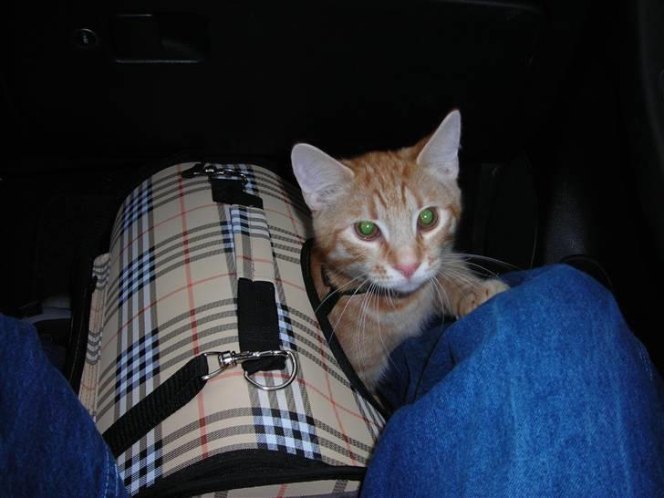 Blanding af racer Balder - Gider ikke sidde i tasken når vi køre bil...  billede 10