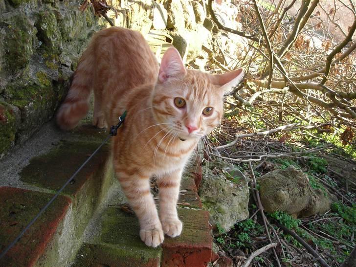 Blanding af racer Balder - Gåsetårnet... hm... hvor er den gås henne? billede 11