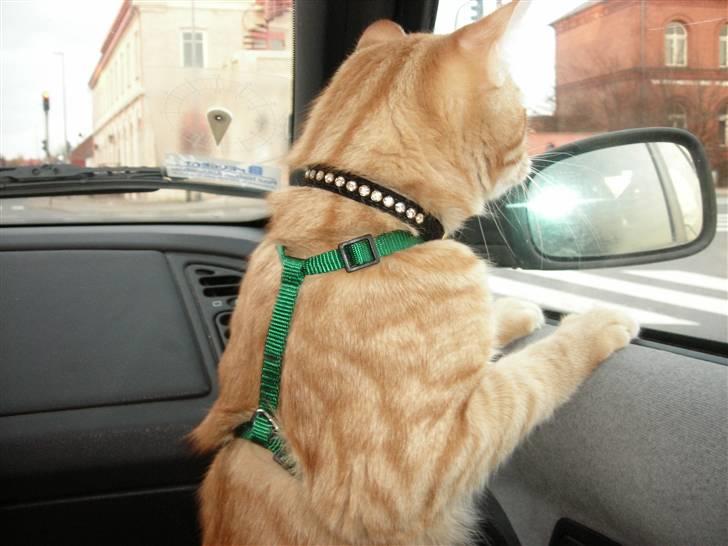 Blanding af racer Balder billede 12