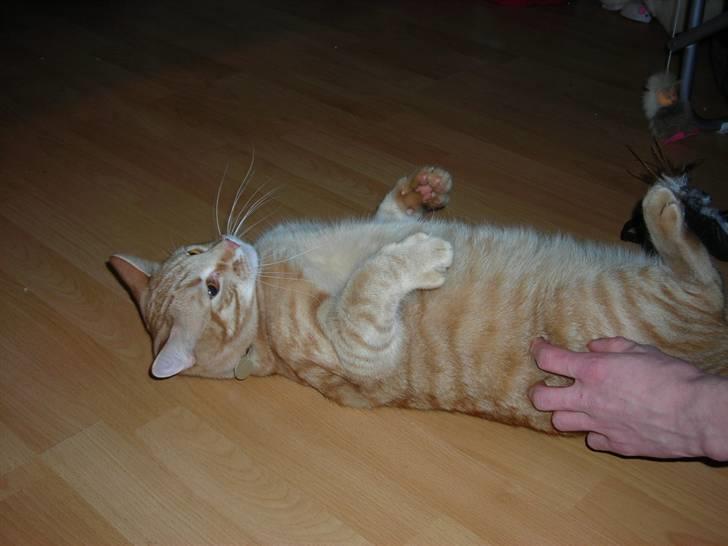 Blanding af racer Balder - altid godt at blive kælet med billede 13