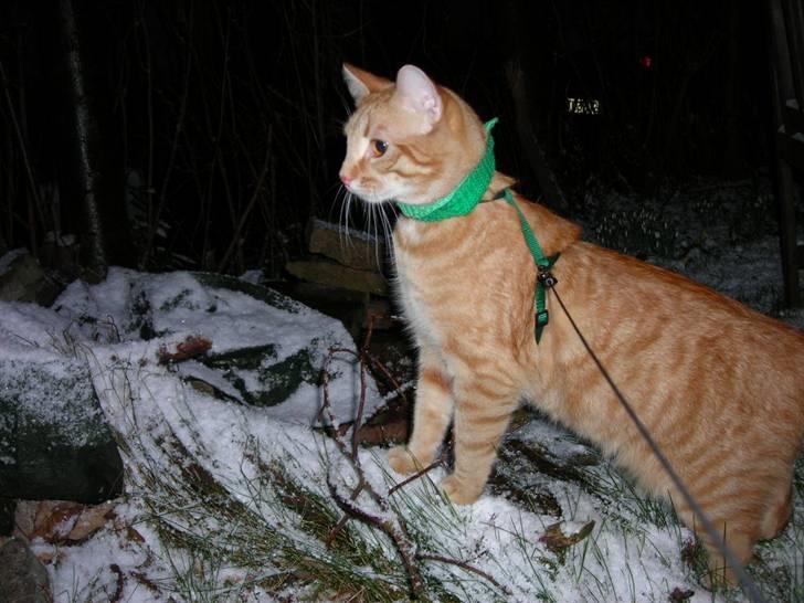 Blanding af racer Balder - på tur udenfor i sne vejr... lidt vådt, men så længe man har sit mors strikkede halstørklæde går det billede 14