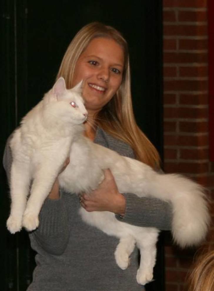 Norsk Skovkat Fyns Skovkatte's Annemone - NSK hobbyudstillingen november 2008 billede 20