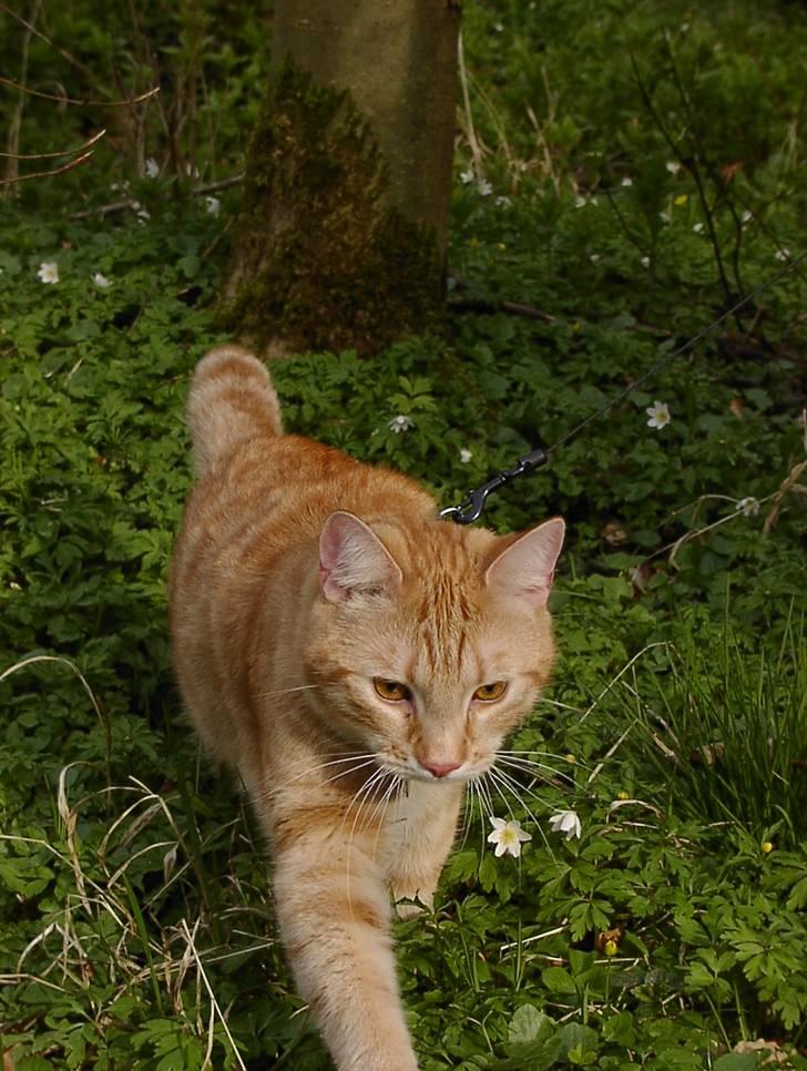 Blanding af racer Balder billede 15