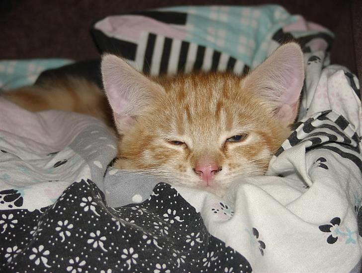 Blanding af racer Balder - Første dag hjemme hos min nye mor... Godt udmattet... billede 16