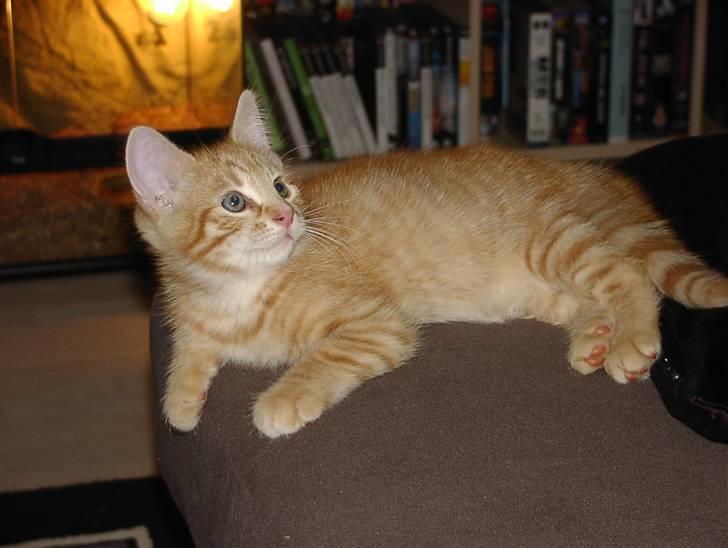 Blanding af racer Balder - Balder som lille billede 17