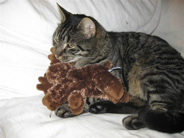 Huskat buller billede 9