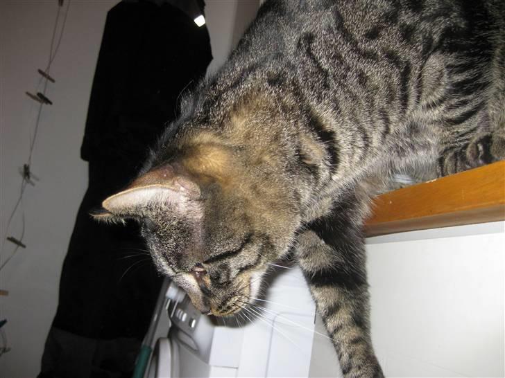 Huskat buller - hvad er det  billede 10