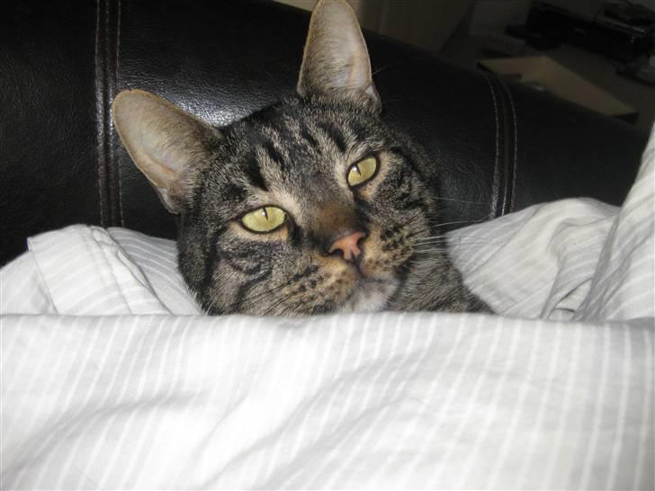 Huskat buller - nøj jeg skal putte i nat billede 11