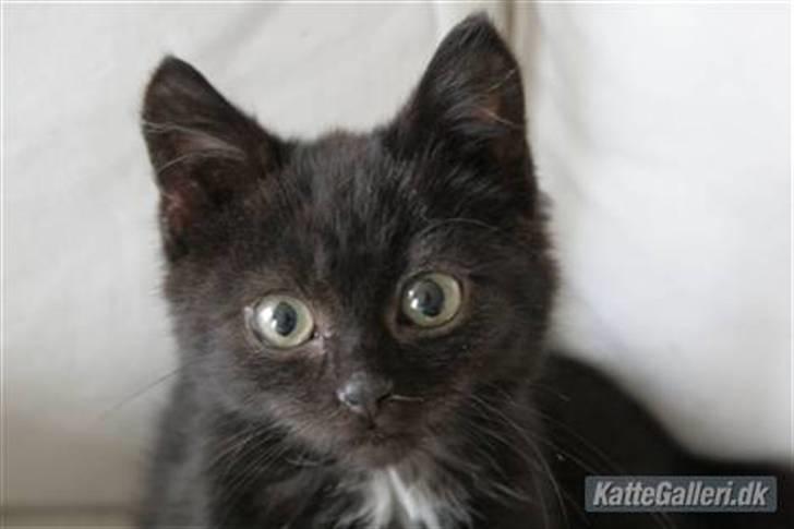 Huskat Otto - vinter 08. billede 16