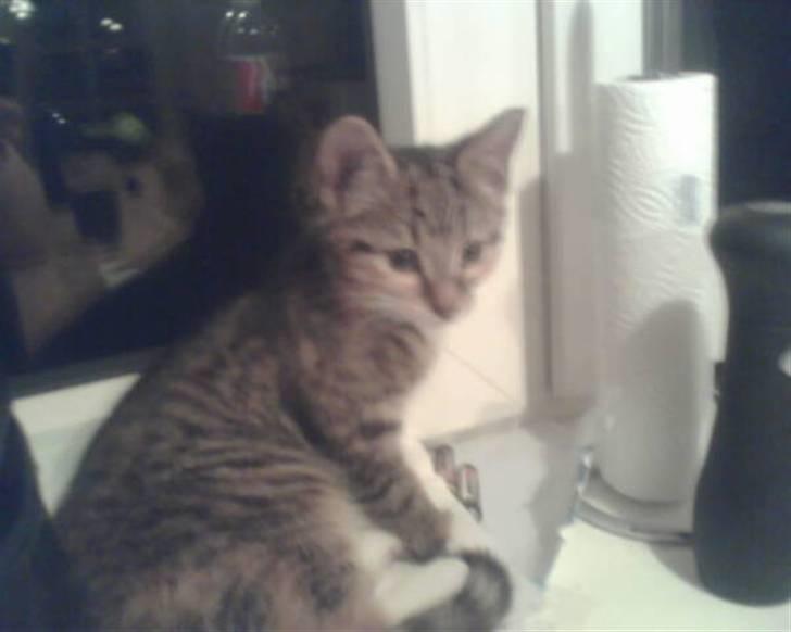 Huskat ¤Mille¤  - Mille i sit nye hjem billede 6