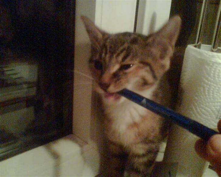 Huskat ¤Mille¤  - igen nye hjem billede 7