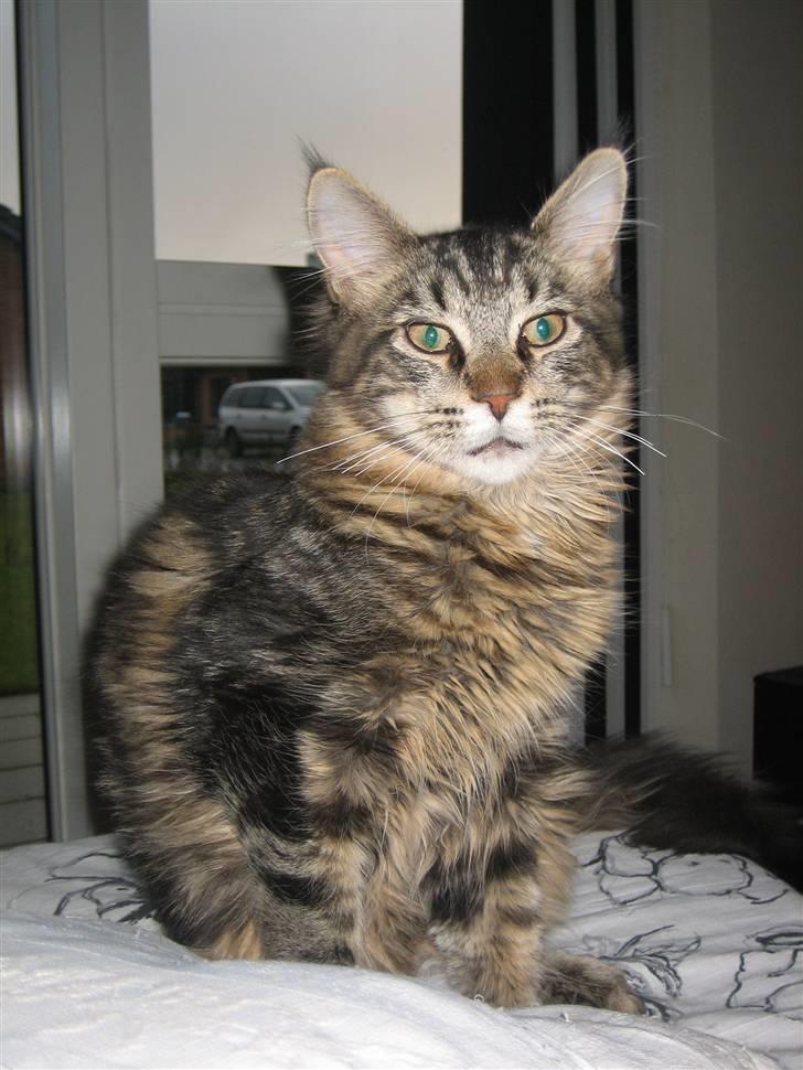 Maine Coon balbooms angelo billede 12