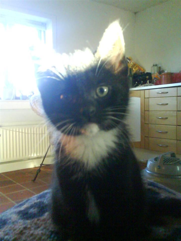 Huskat Mio Min Mio - Mio min smukke mio billede 1