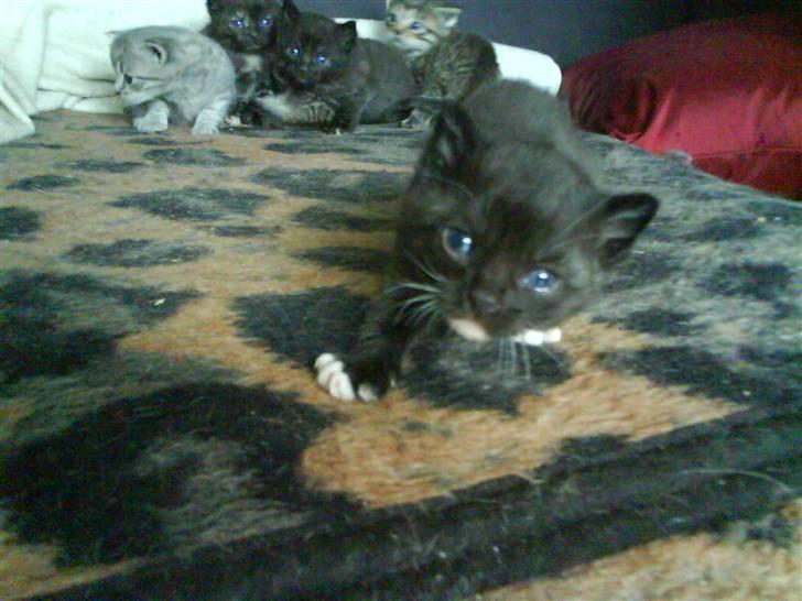 Huskat Mio Min Mio - En meget lille vraltemis, kun få dage gammel. billede 2