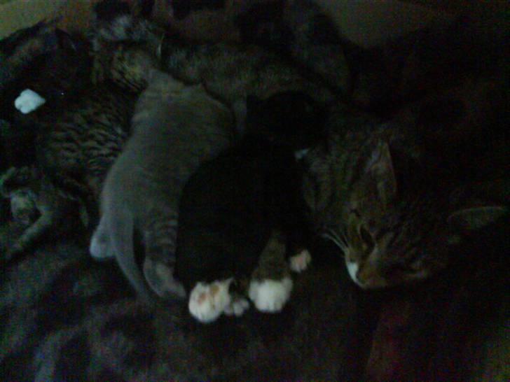 Huskat Mio Min Mio - Man ligger bare så godt hos mor, flydedyr... billede 3