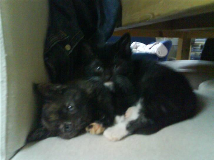 Huskat Mio Min Mio - Søskende hygge... billede 4