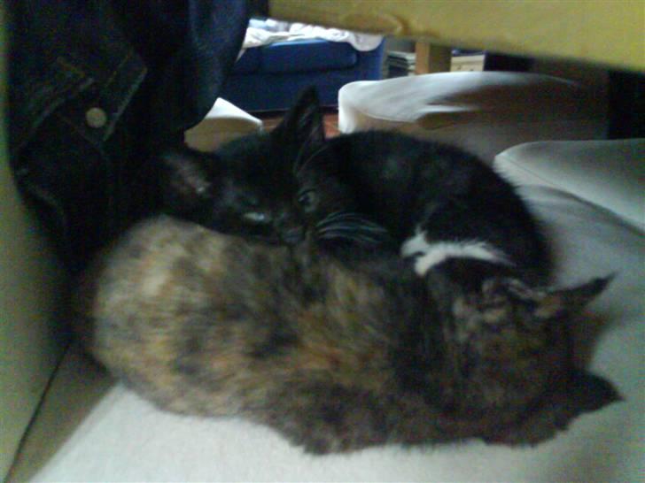 Huskat Mio Min Mio - Mio og Lillesøster ligger og putter billede 5