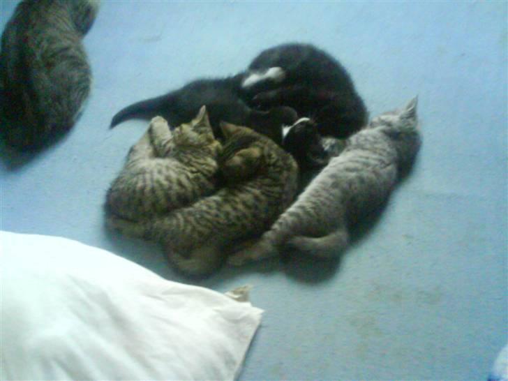 Huskat Mio Min Mio - Man bliver så træt af at være vild...  billede 6