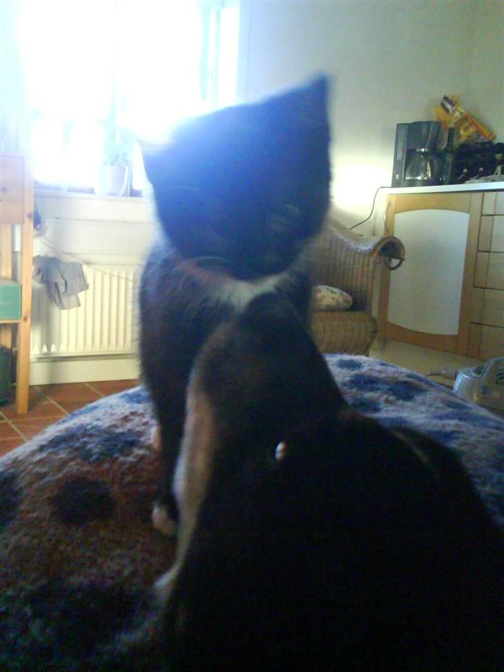 Huskat Mio Min Mio - Hej Buster var du lige der billede 7