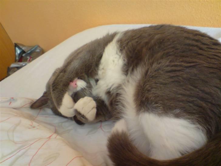 Blanding af racer Mulle RIP 31 Okt billede 14