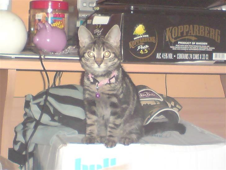 Blanding af racer Miv billede 11