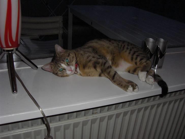 Huskat Lille mis Bor på Fyn nu . billede 1