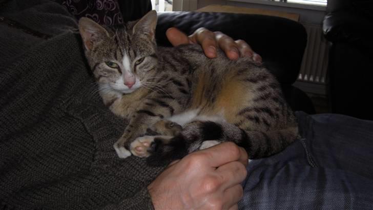 Huskat Lille mis Bor på Fyn nu . billede 2